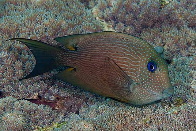  Ctenochaetus binotatus (Twospot Tang/Surgeonfish)